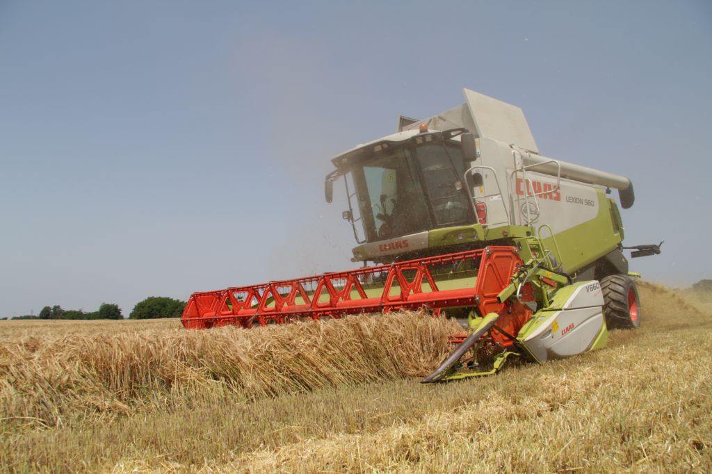 Bodo kmetje jutri še imeli za seme pšenice?