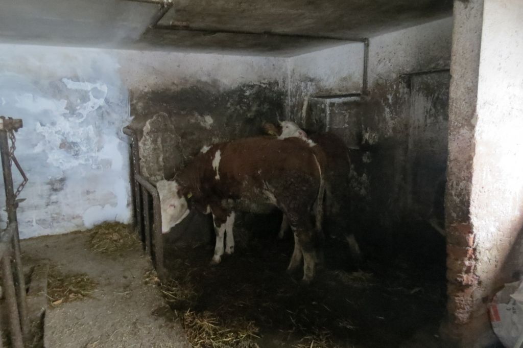 Elektrika pobila krave, Anton za las ušel smrti