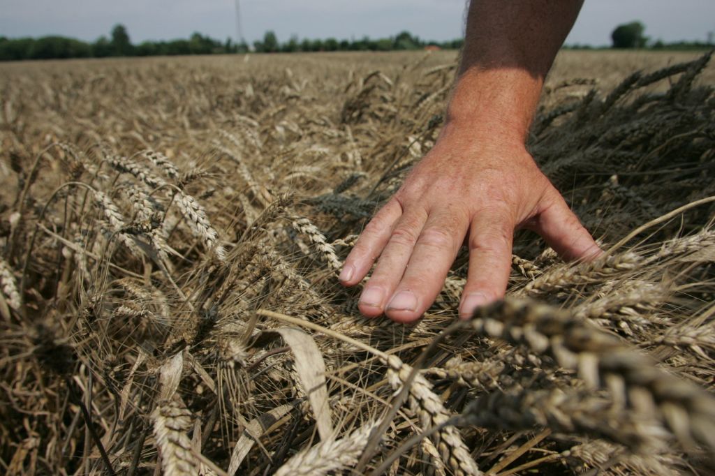 Letos kar 10.000 ton  manj pšenice kot lani