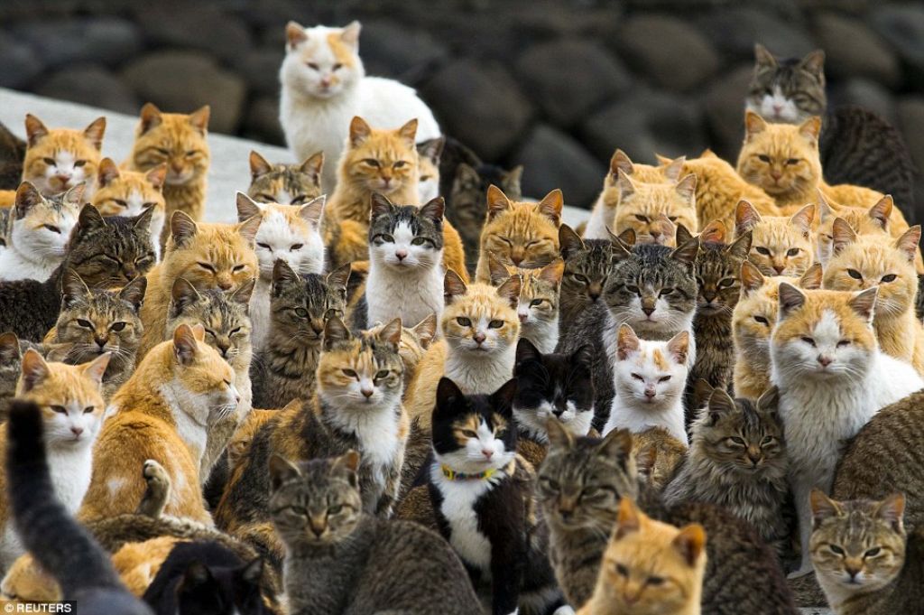 FOTO in VIDEO: Japonski otok mačk magnet za turiste