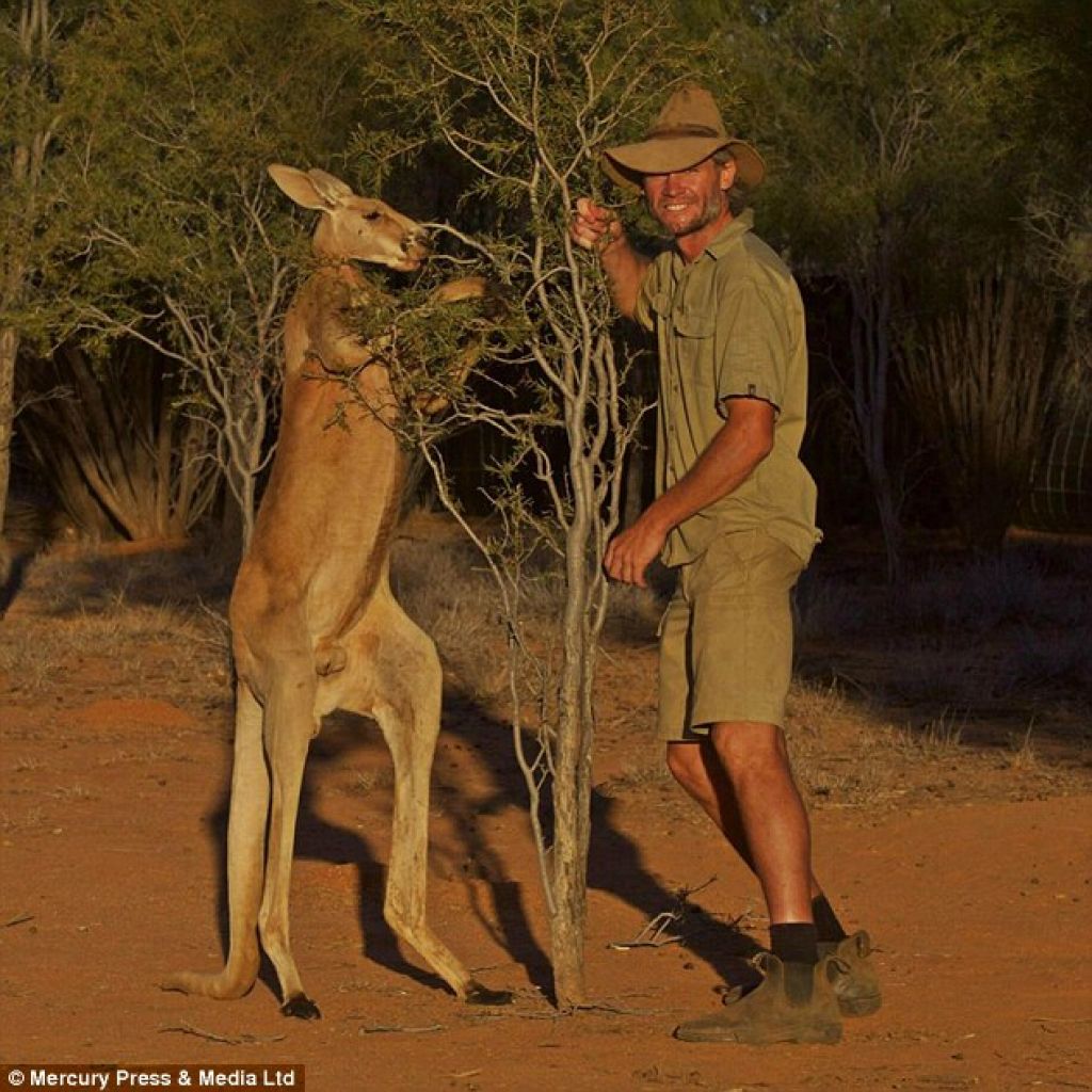 VIDEO: Kenguru brani samičke  in plišastega zajčka