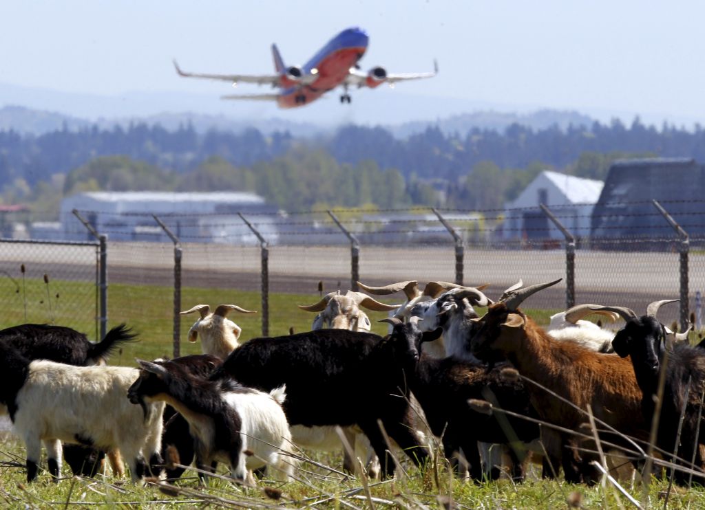 Koze čistijo letališče