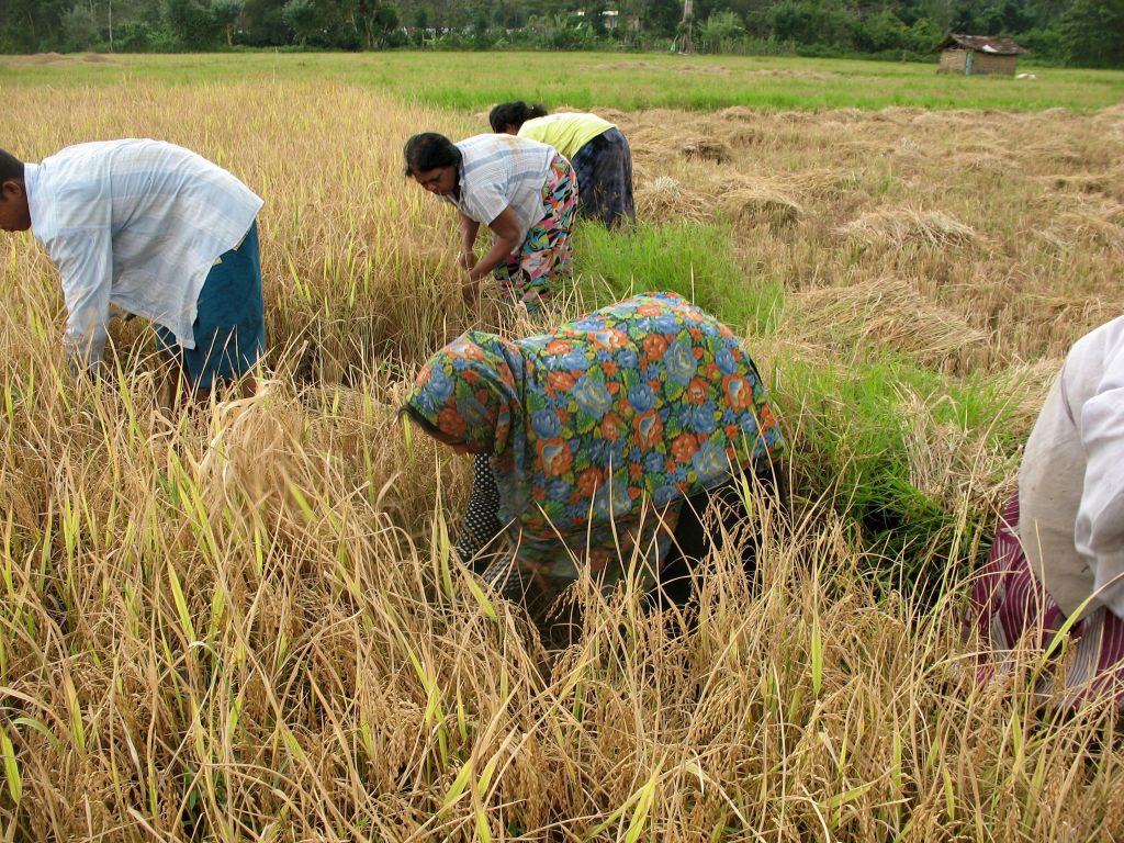 Šrilančan v desetih letih poje tono riža