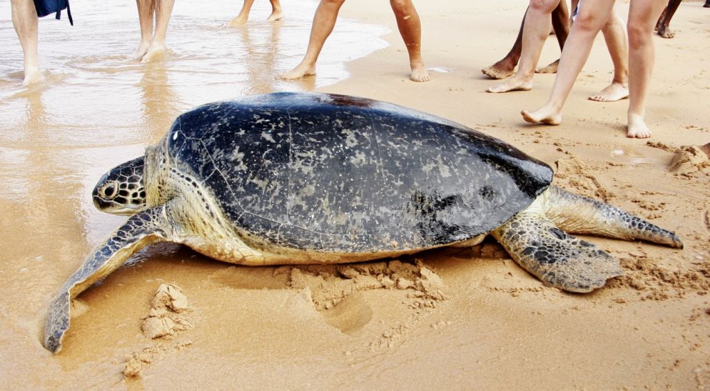 Plaže na Šrilanki so za turiste in želve