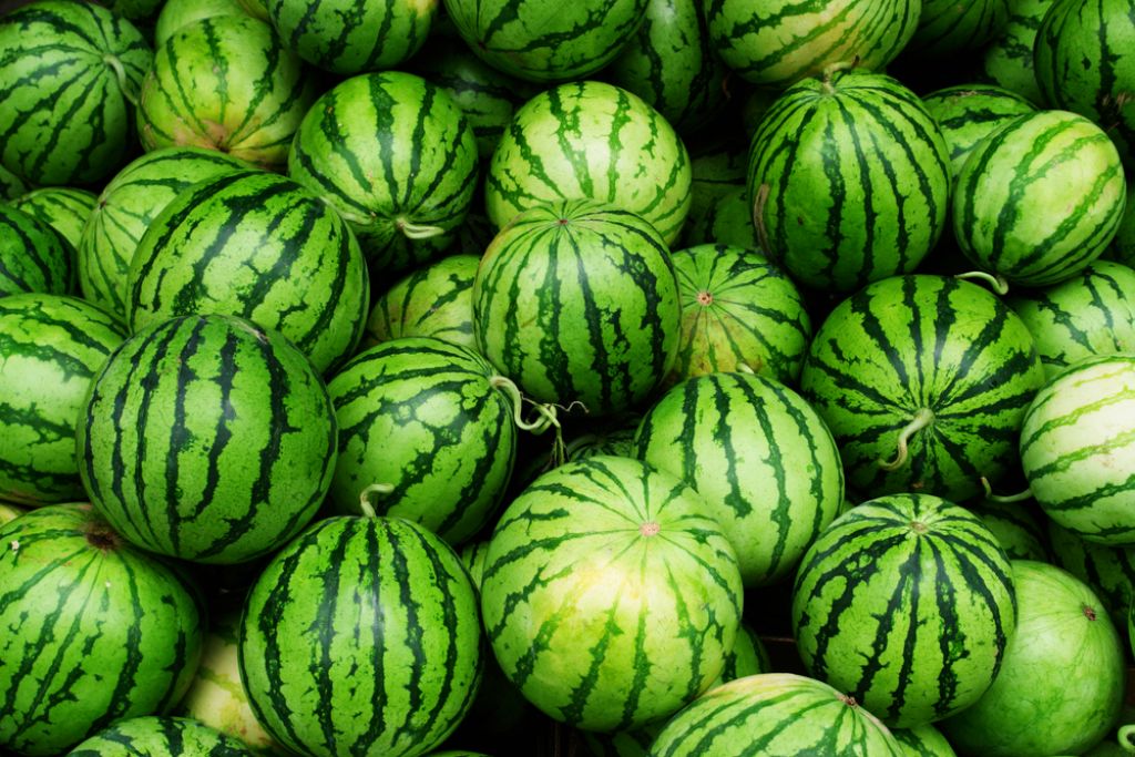 Primerjava cen: velike razlike v cenah lubenic 
