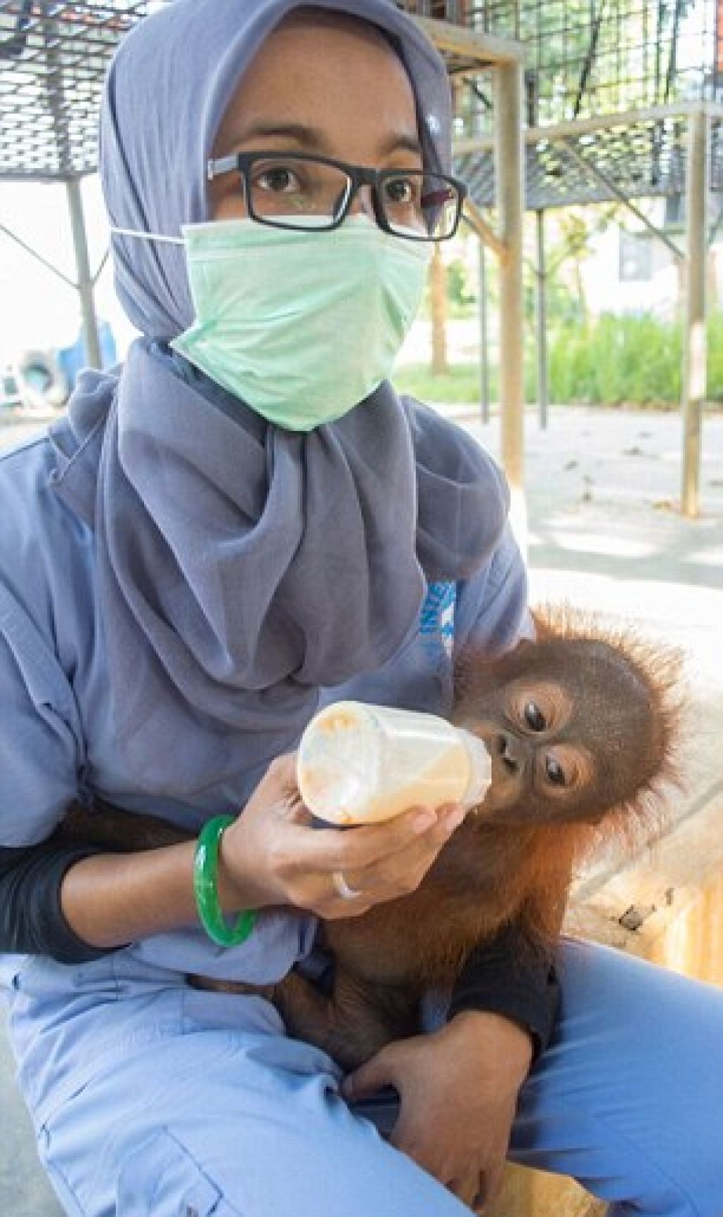 Orangutan s plišastim medvedkom