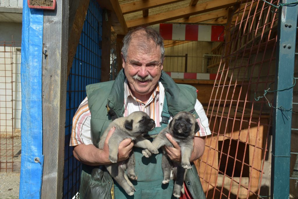 Turški ovčar rešitev  za slovenske rejce