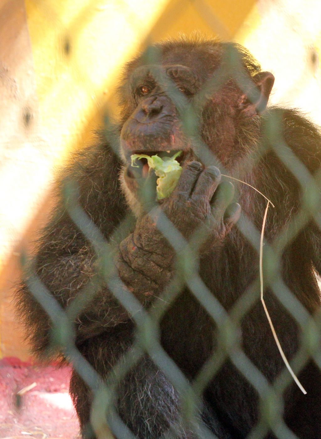 Zagrebški šimpanz Boris osvojil Nežo iz Ljubljane