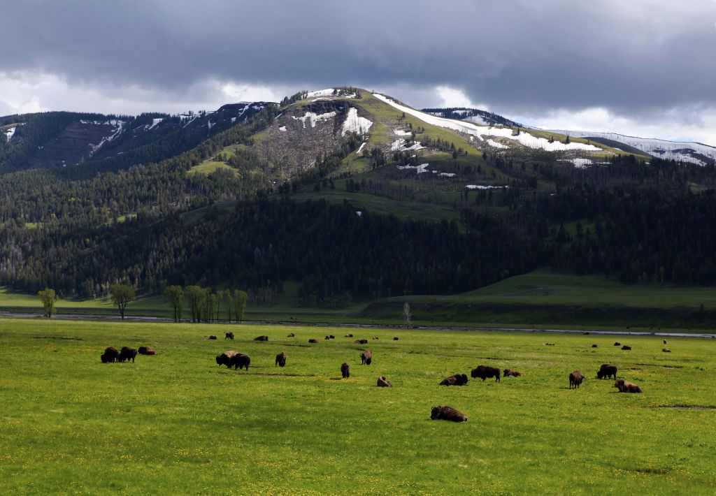 V Yellowstonu bodo odstrelili tisoč bizonov
