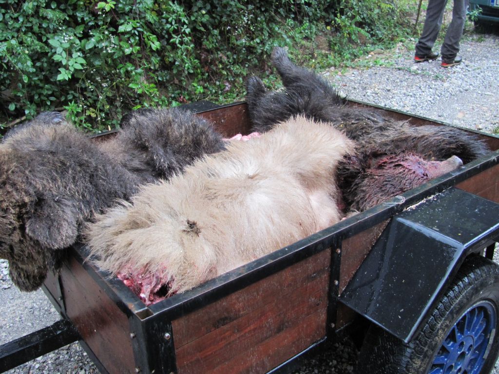 Vlak je pri Grosupljem povozil belega medveda
