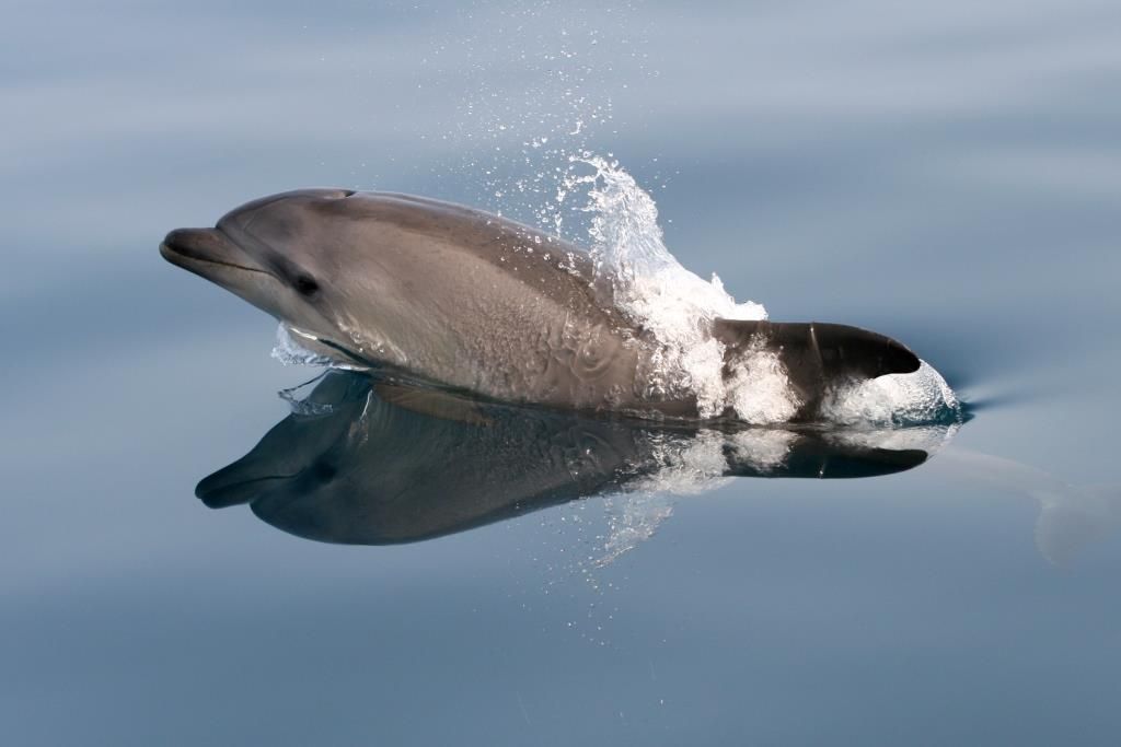Strupi v našem  morju ogrožajo  delfine