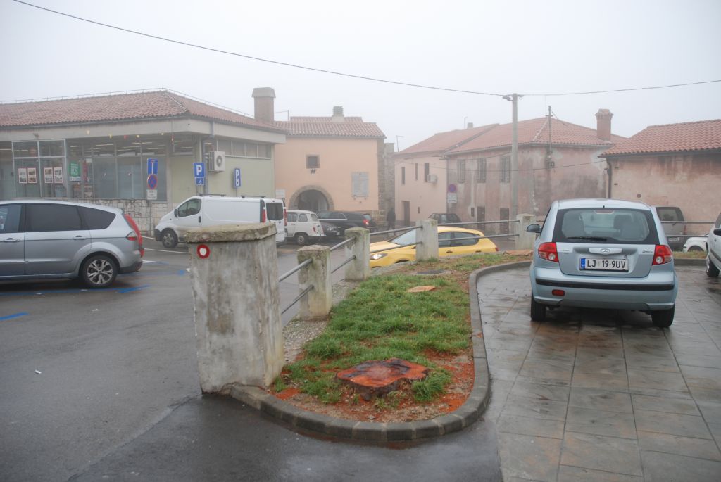 Platane so posekali, da ne bi pometali listja