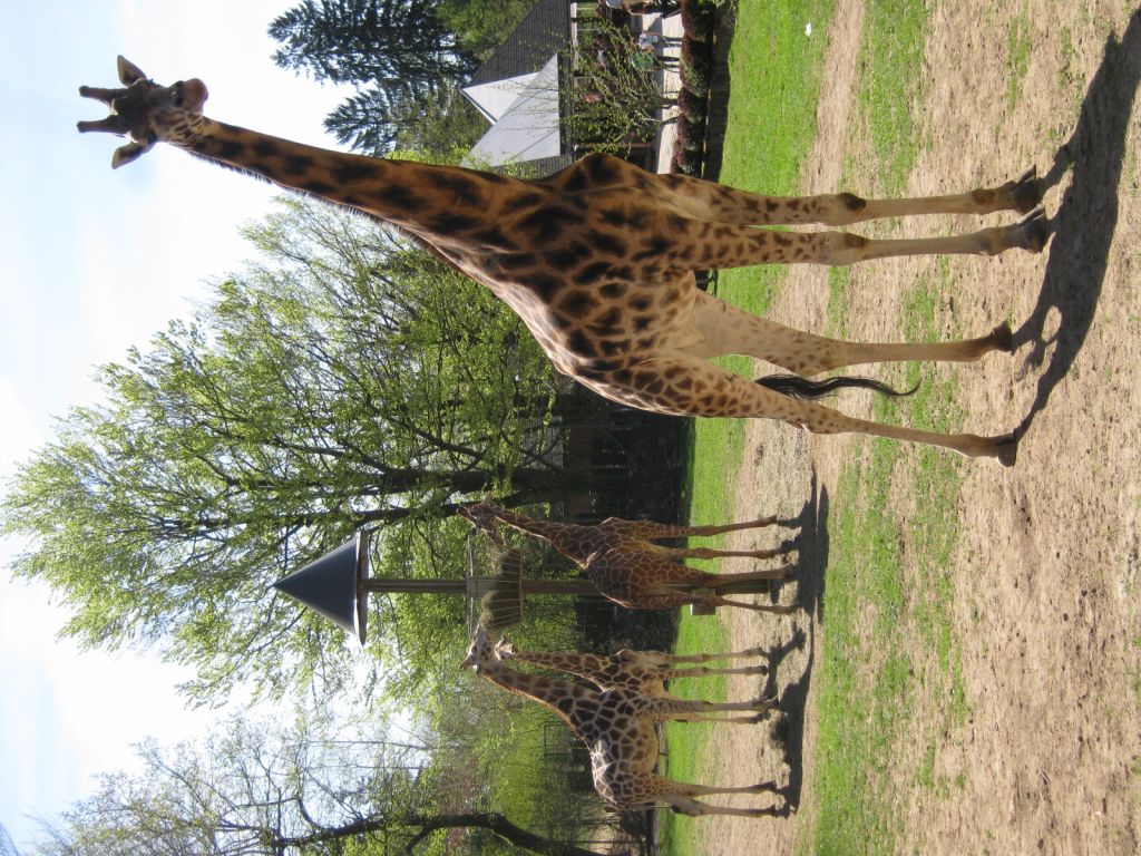 Skrivnostna smrt žirafka Reinholda