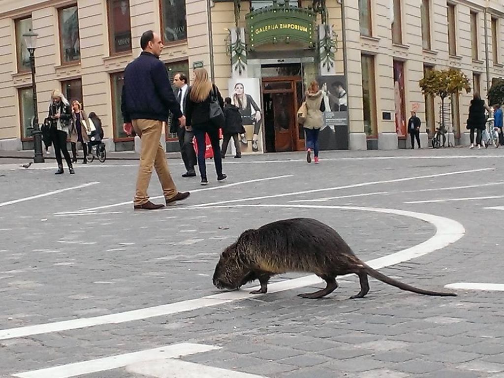Uvožene vodne podgane izpodkopavajo Ljubljano