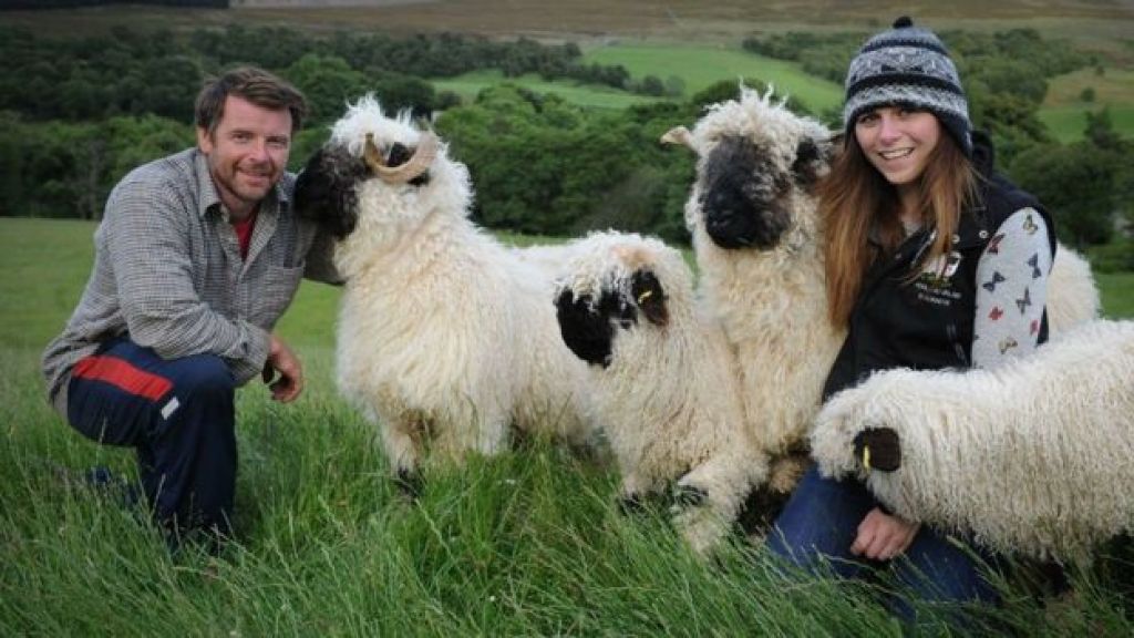 Švicarske ovce zaslovele prek družabnega omrežja