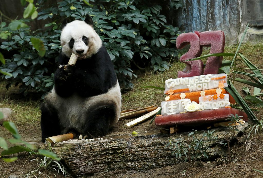 Najstarejšega pande ni več