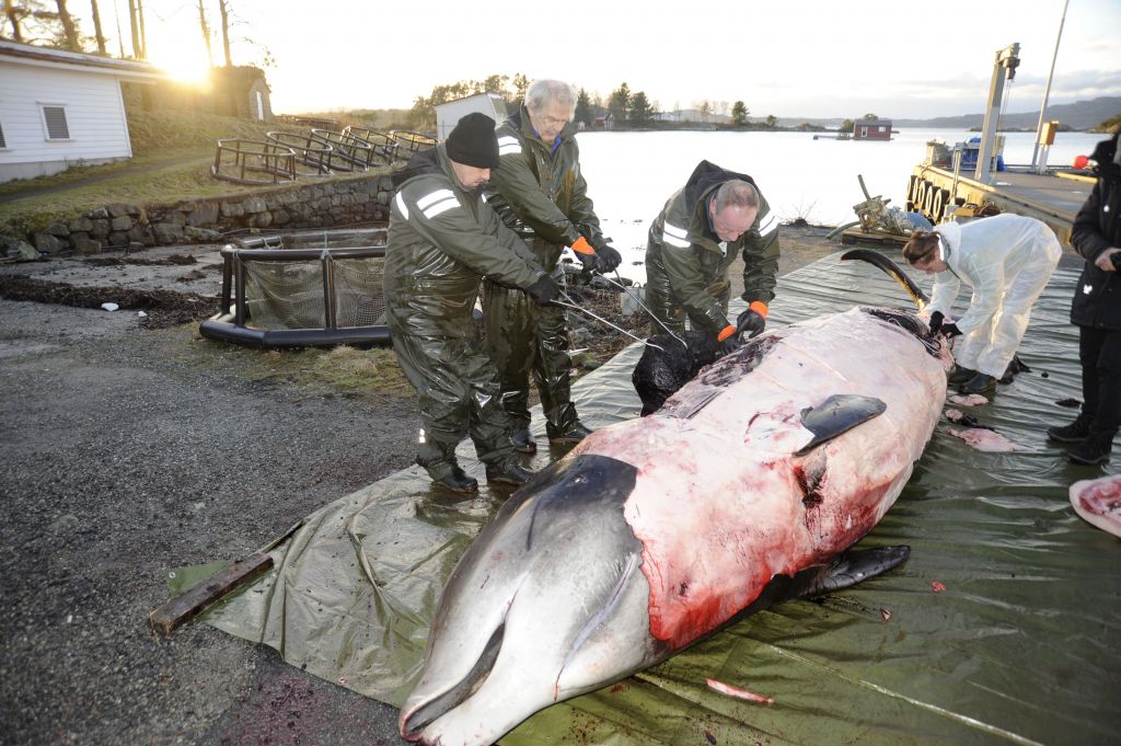 FOTO: V kitu našli 30 vrečk