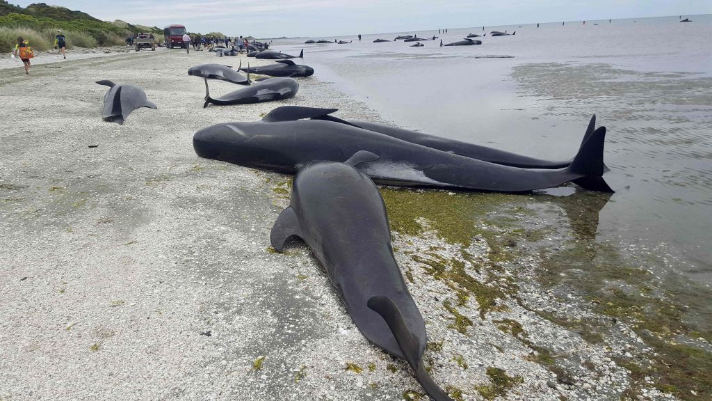 Novozelandsko obalo preplavili mrtvi kiti