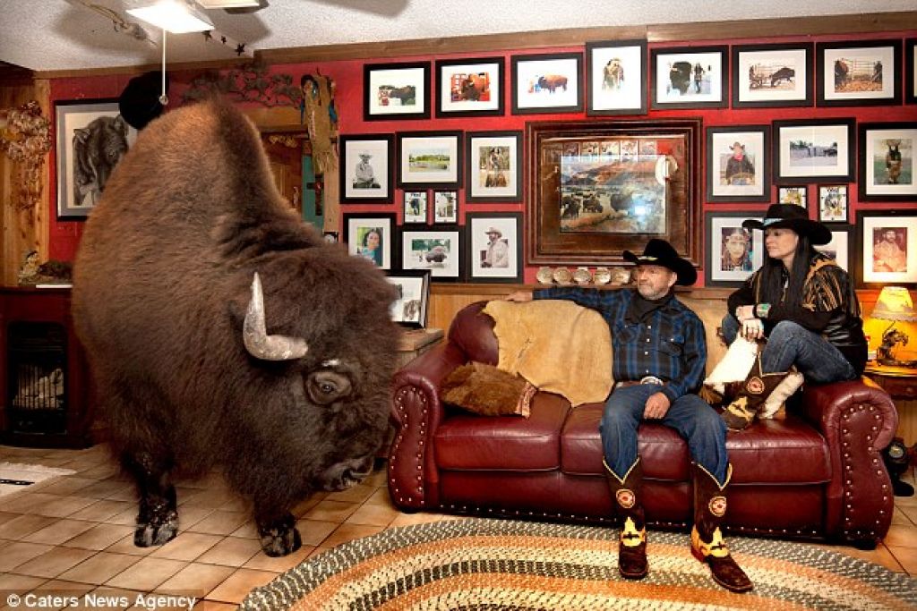 FOTO: Američana si dom delita z bizonom