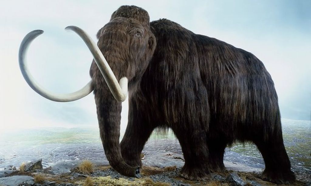 Mamulon bo iz slona in izumrlega mamuta