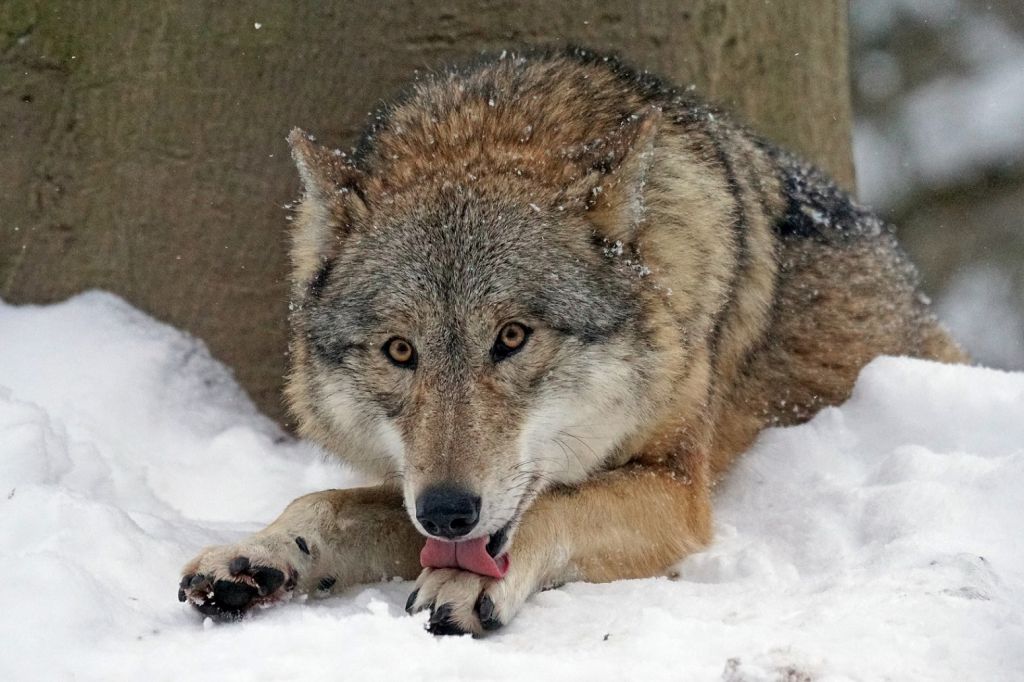 FOTO: V gozdovih vsako leto več volkov