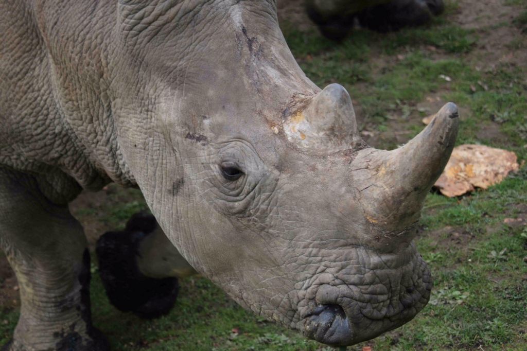 V Parizu ubili  belega nosoroga