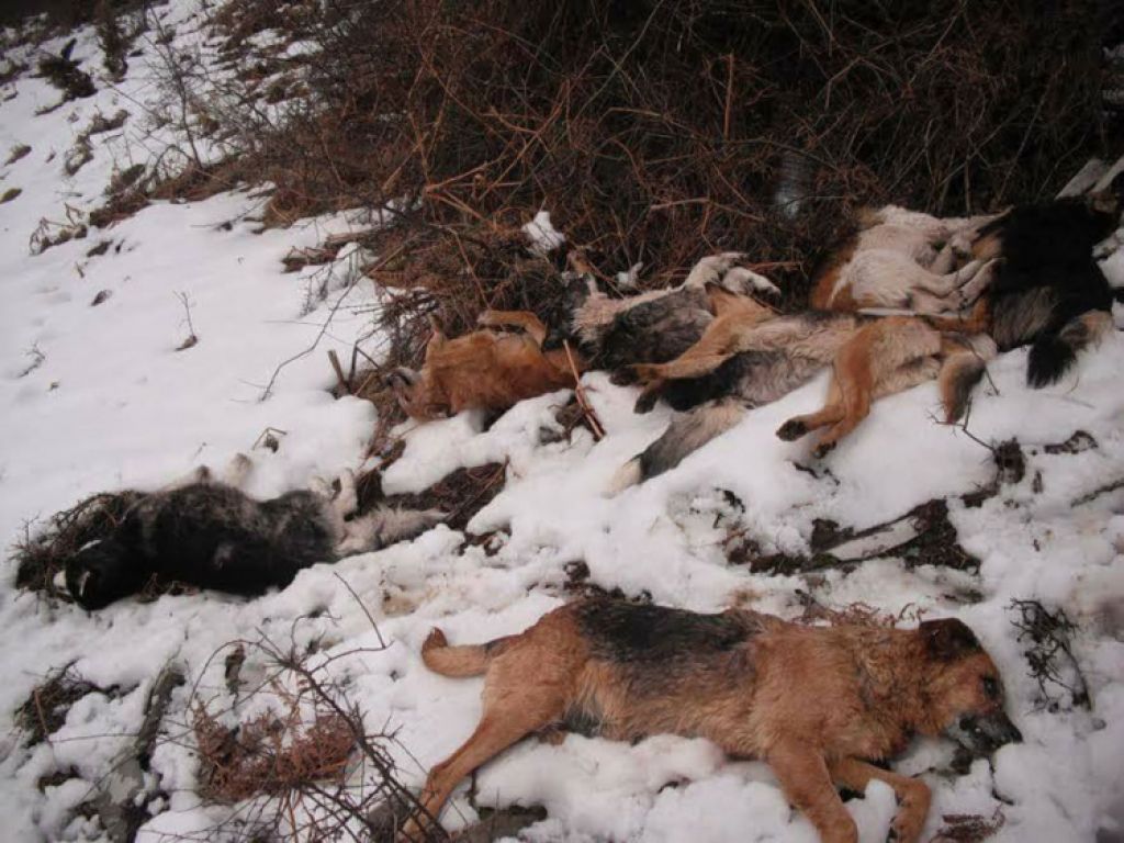 FOTO: Lovci pobili pse in jih razstavili kot trofeje