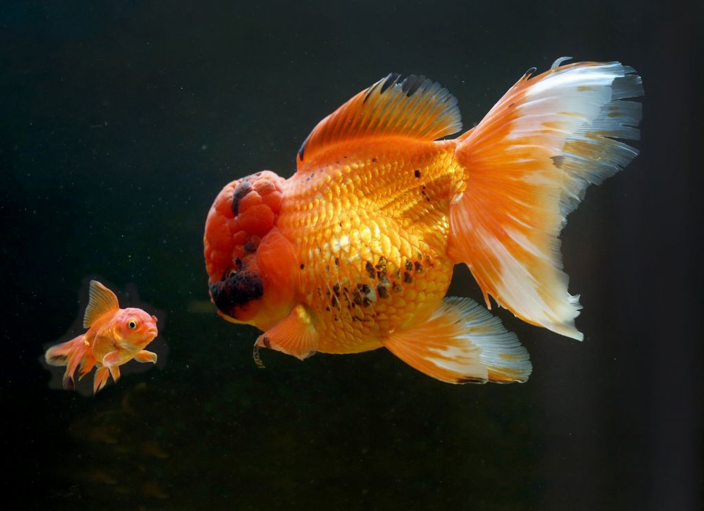 Orjaška zlata ribica tehta več kot kilogram