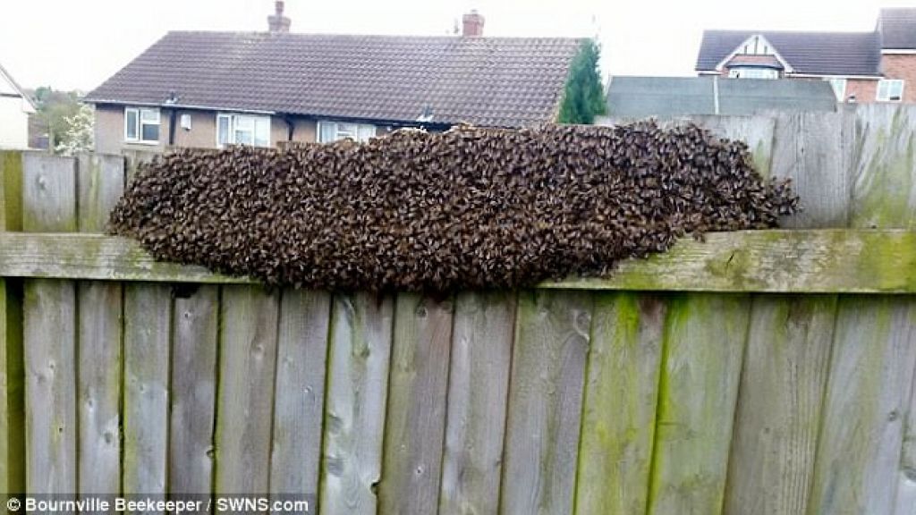 Čebele tudi letos počivale pri isti hiši