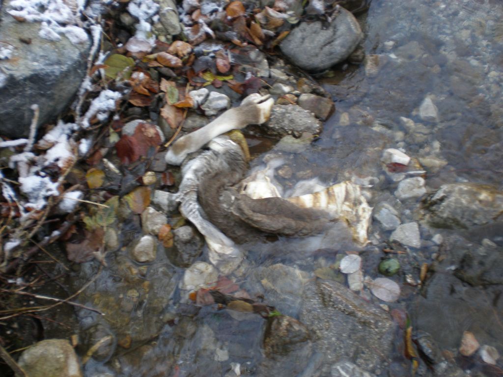 Iz jeseniškega potoka vlečejo mrtve živali