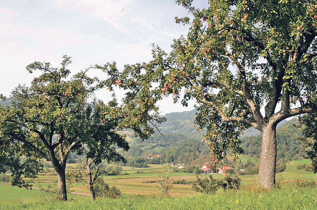 Carjevič carskega okusa 