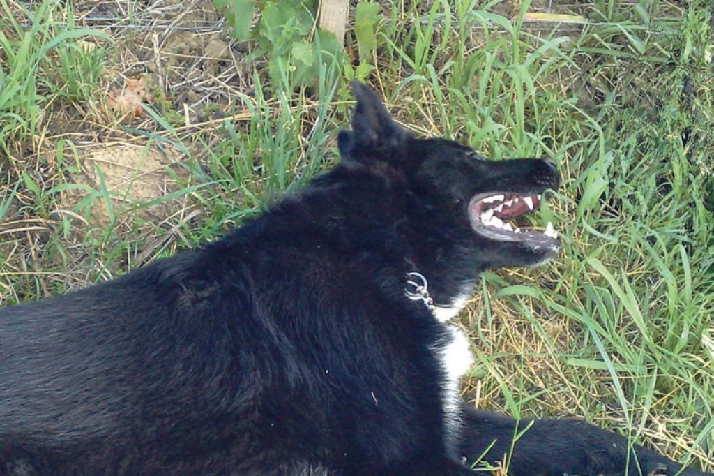 Šokirani veterinarji vso noč šteli pasja trupla, našteli so jih 43
