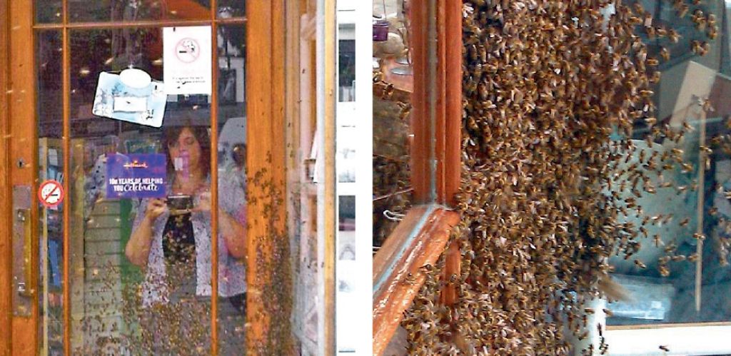 Kradli čebele, škodo preštevajo v stotakih