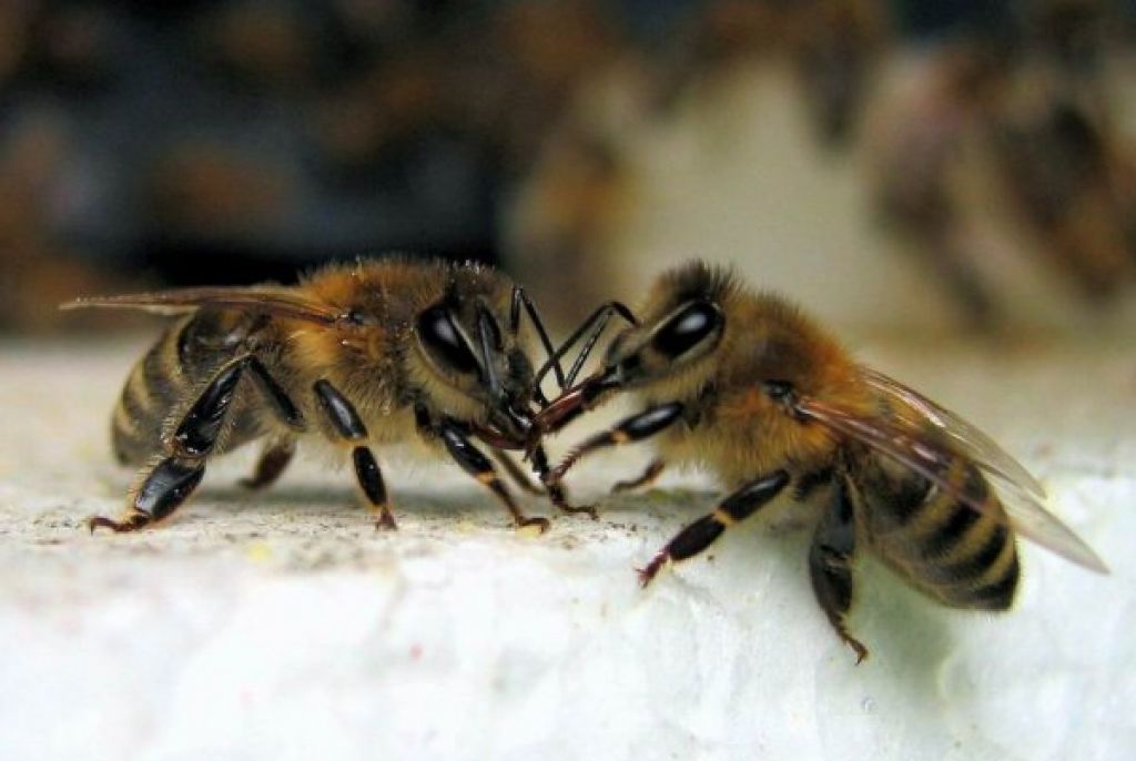 Belgijca v Bovcu pičila čebela, prosi pomoč