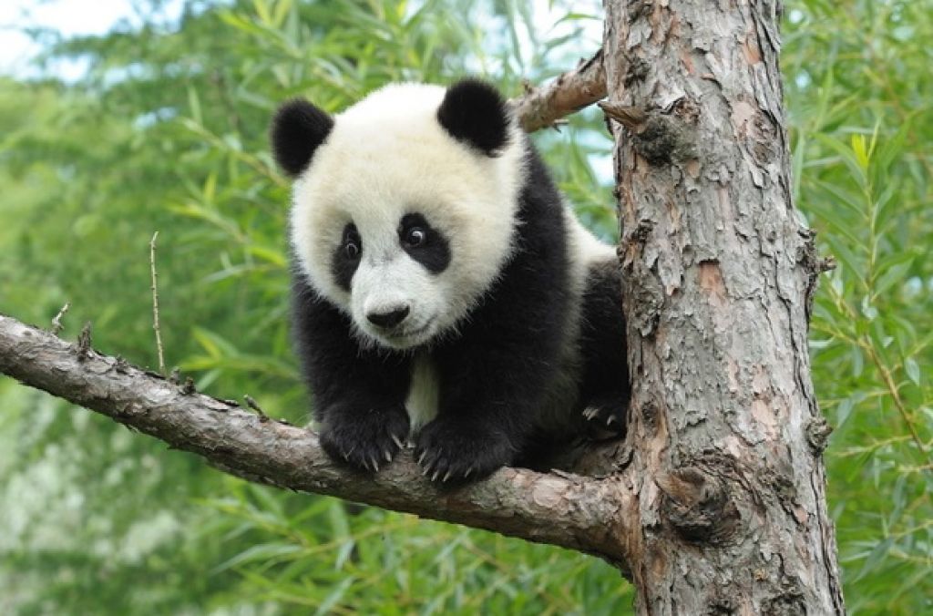 Veliki panda sploh ni Kitajec, ampak Španec
