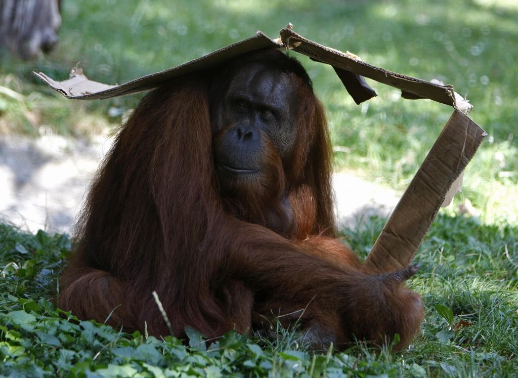 Orangutani gredo na test očetovstva!