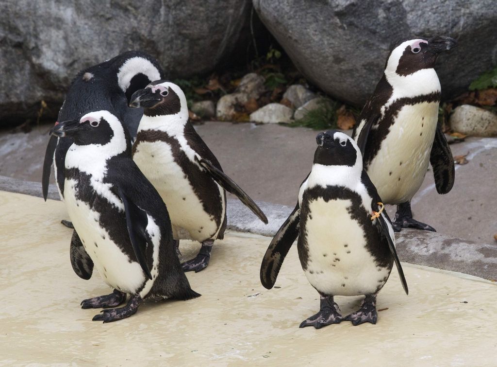 Pingvini jezijo meščane