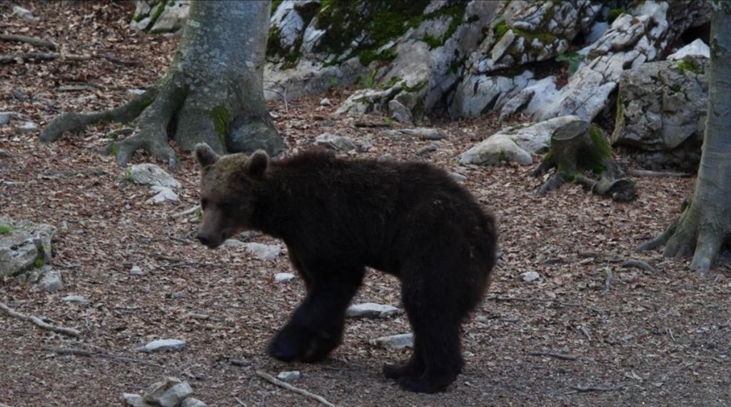 Slovenski medved na en mah ubil 209 ovc