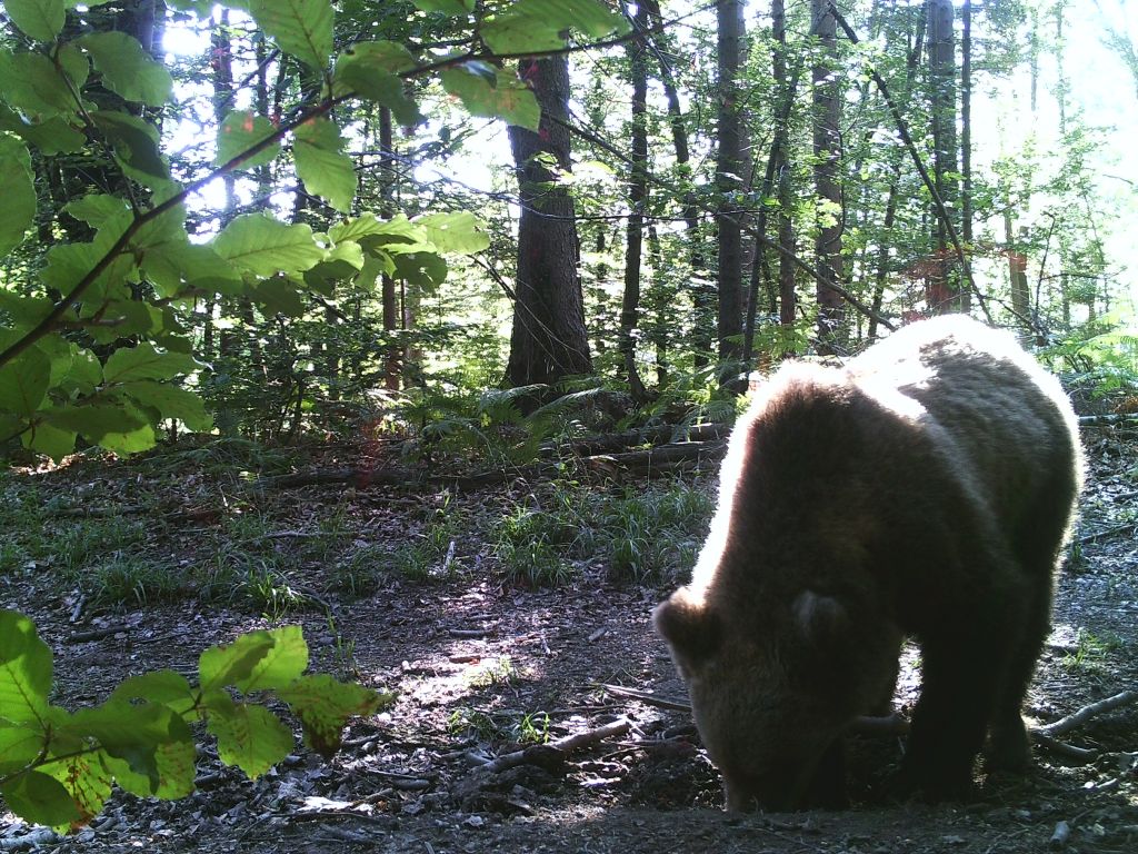 FOTO: Čakali divje prašiče, ujeli pa medveda