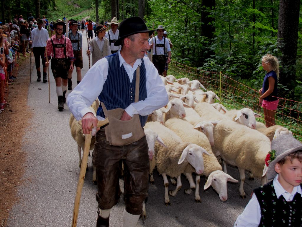 Ovce prignali v dolino in jih postrigli