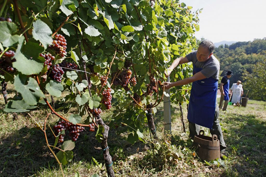 Iznajdljivi šakali radi oberejo celo vinograd