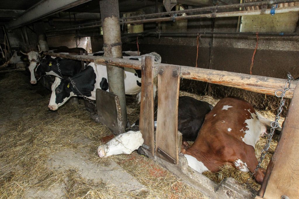 Elektrika v hlevu ubila tri krave