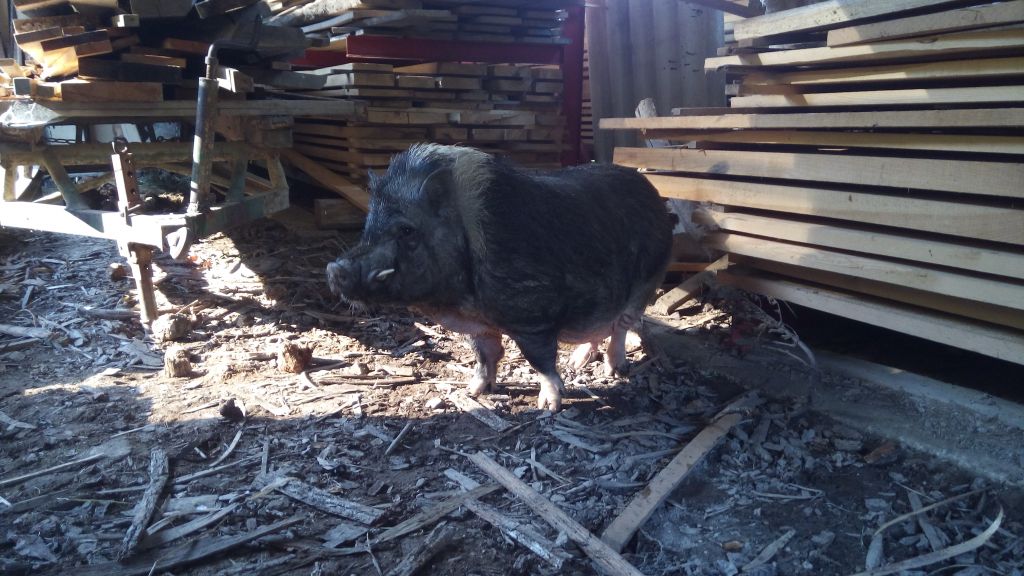 Vietnamska svinja še vedno tava po Ratitovcu