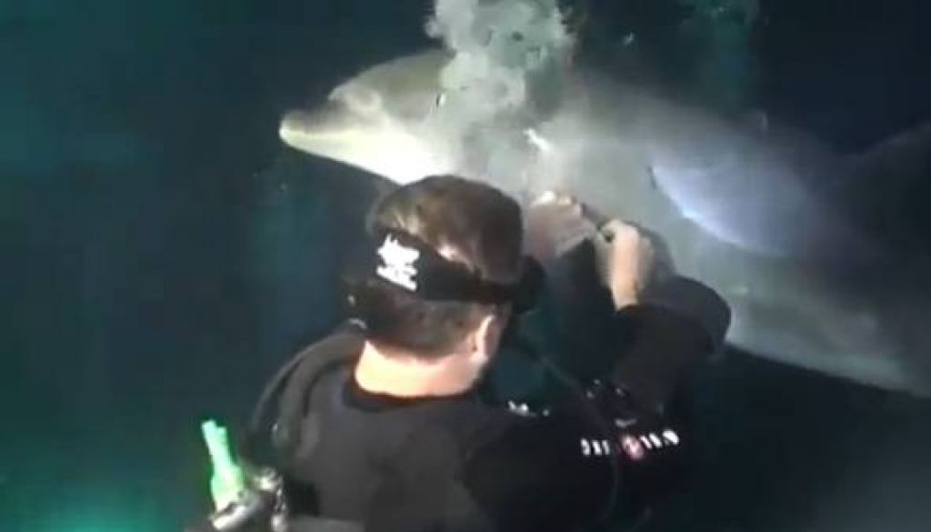 VIDEO: Delfin zaprosil za pomoč potapljača