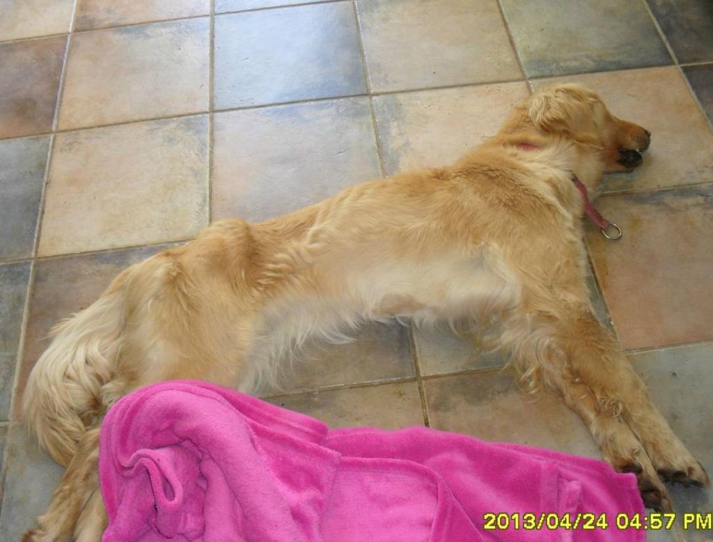 FOTO: Sosedje gledali, sestradana psička umirala