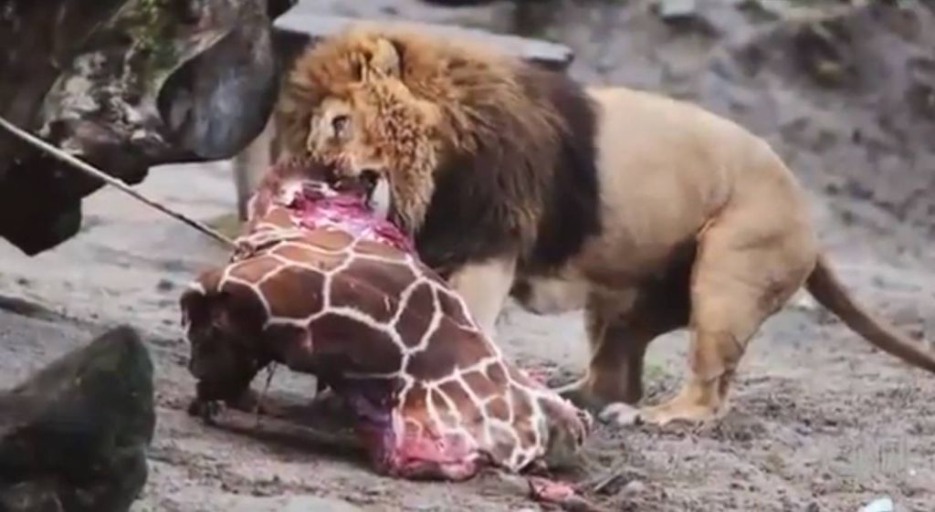 FOTO: Usmrtili zdravega samca žirafe in z njim nahranili zveri