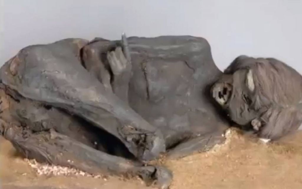 V Sibiriji so našli mumije