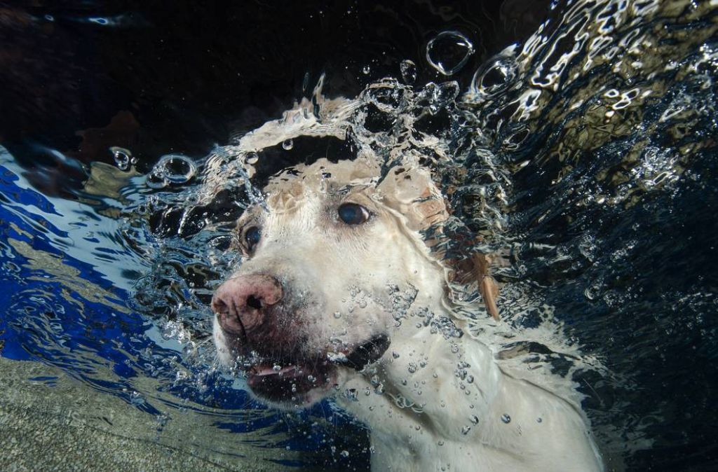 FOTO: Herojski pes je rešil 9-letnika, ki ga je mama poskušala utopiti v reki