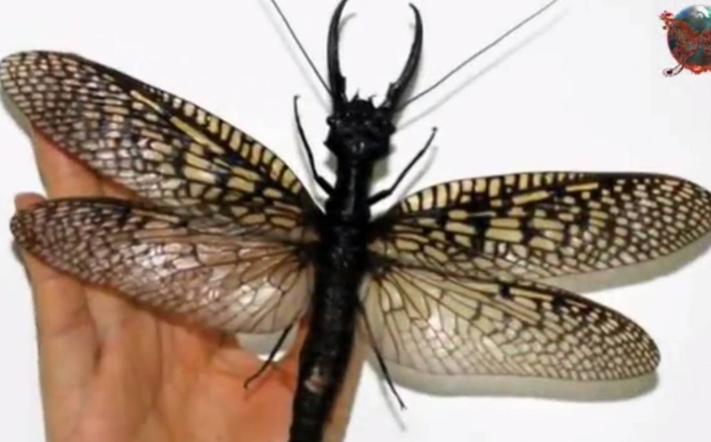 VIDEO: Ta žuželka je tako velika, da vam prekrije obraz