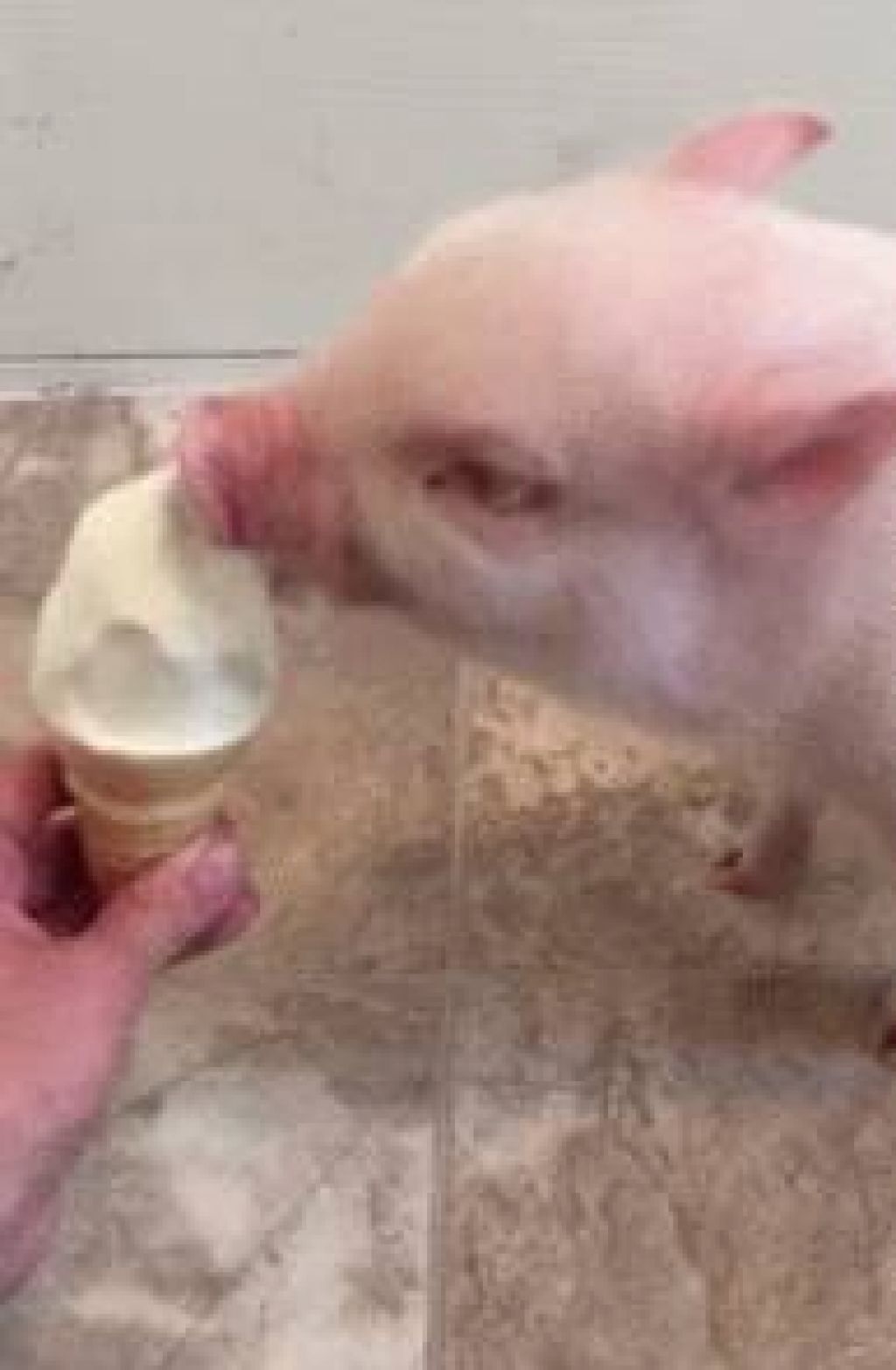 VIDEO: Ko pujsek prvič poliže sladoled